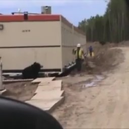 Bear Attack On Camp Job